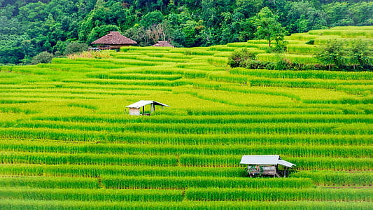 house on rice field thumbnail