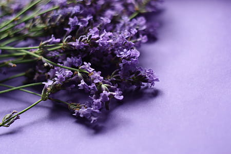 purple petaled flower on purple surface thumbnail
