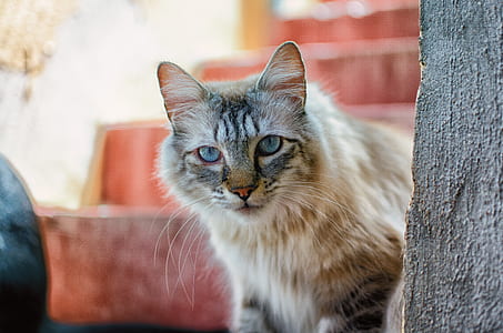 brown tabby cat thumbnail