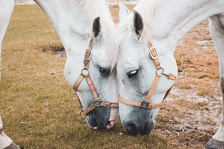 two white horses eating grass thumbnail