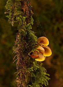 green leafed plant and brown mushrooms thumbnail