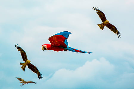 blue and red parrot in flight thumbnail