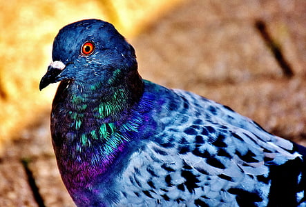 closeup photo of purple and blue pigeon thumbnail