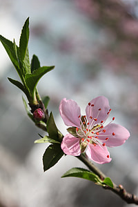 pink, flower, selective focus, photography, peach blossom, cherry blossom thumbnail