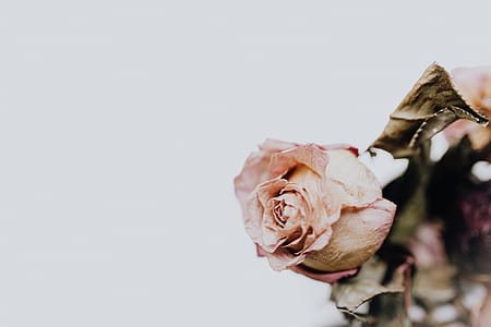 Dried pink roses thumbnail