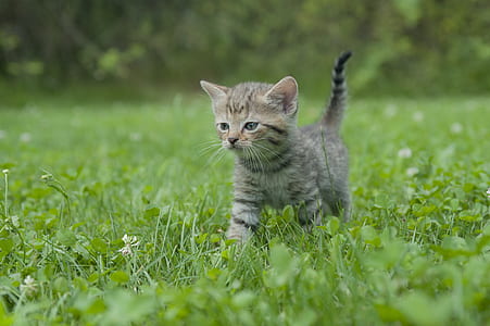 photo of brown tabby kitten walking on grass thumbnail
