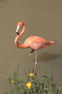 orange flamingo beside yellow petaled fower thumbnail