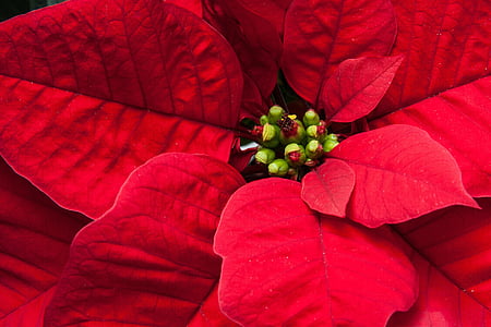 red and green petaled plant thumbnail