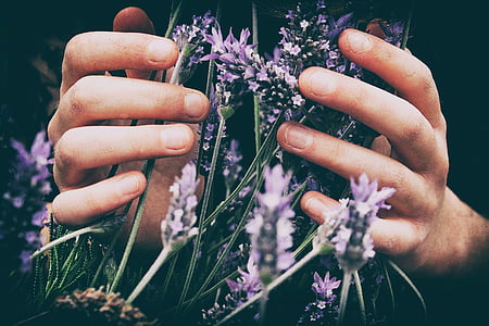 person holding bunch of lavender flowers thumbnail