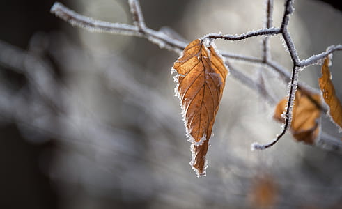 selective photography of brown leaf thumbnail
