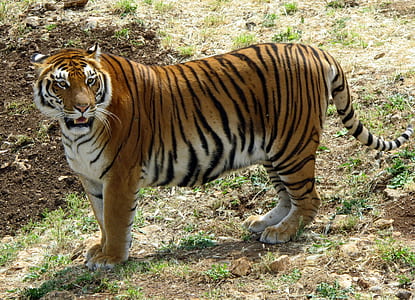 photo of tiger thumbnail