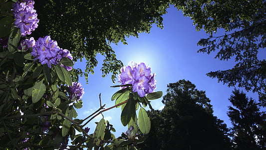 purple rhododendron flowers under green trees low-angle photography at daytime thumbnail