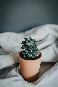 green succulent thumbnail