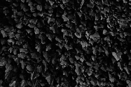 grayscale photo of plants thumbnail