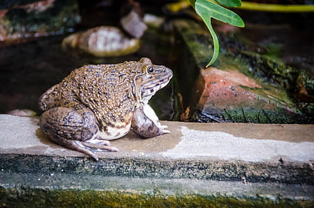 Frog in Thailand thumbnail