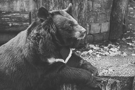wood, black-and-white, animal, park thumbnail