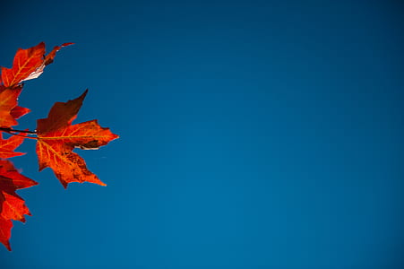 red maple leaf during daytime thumbnail