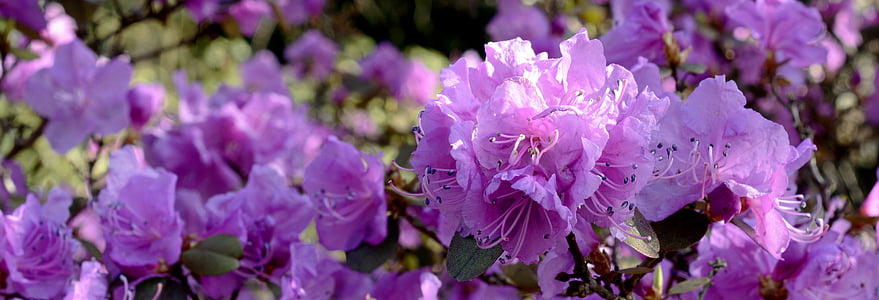 photo of purple flowers thumbnail