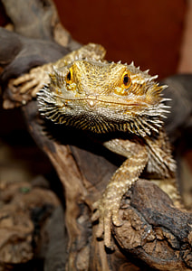 Bearded Dragon, Animals thumbnail