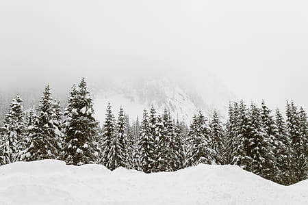 pine trees covered with snow thumbnail