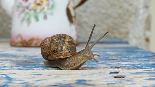 brown garden snail on wooden board thumbnail