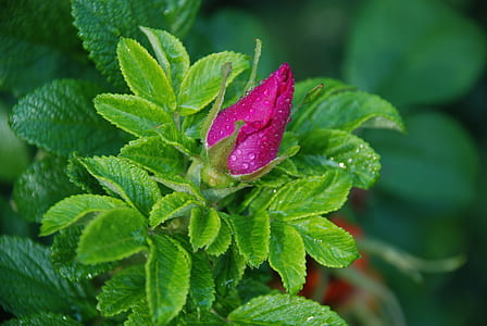 focused photo of purple and green rose bud thumbnail