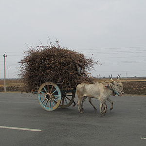 two white cows with carriage filled with dried trees thumbnail