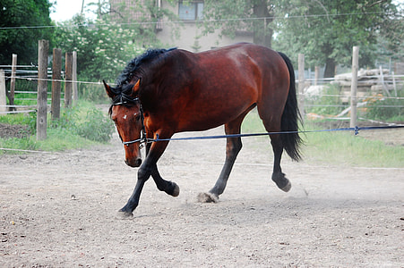 brown horse striding on brown soil inside ranch thumbnail