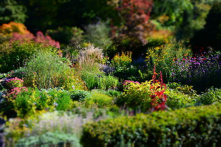 selective photography of green leafed plants thumbnail