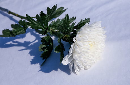 white chrysanthemum flower on white textile thumbnail