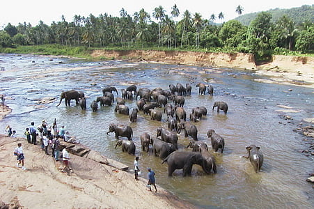 group of elephant on river thumbnail