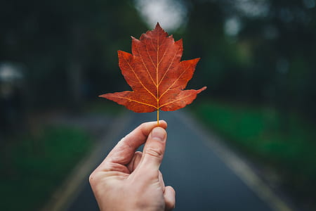 selective focus of person holding red leaf facing road thumbnail