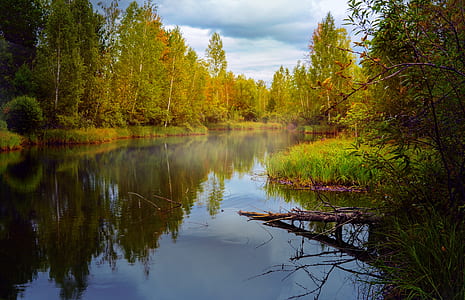 gray body of water in the middle of forest thumbnail