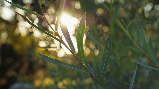 green plants during daytime thumbnail