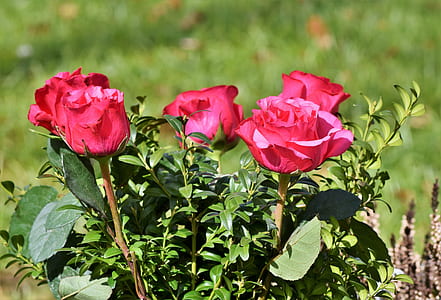 selective focus photography of red rose plant thumbnail