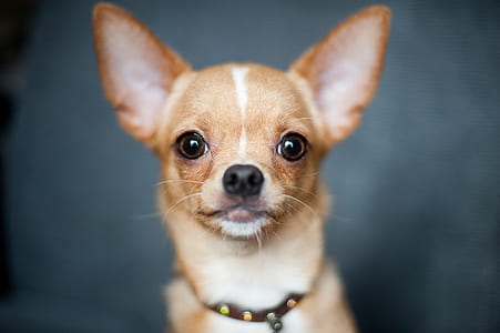 close up photo of tan chihuahua with brown leather collard thumbnail