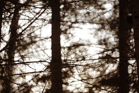closeup photo of trees thumbnail