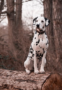 adult Dalmatian on wood log during daytime thumbnail