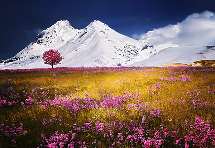 snow, landscape, nature, field thumbnail