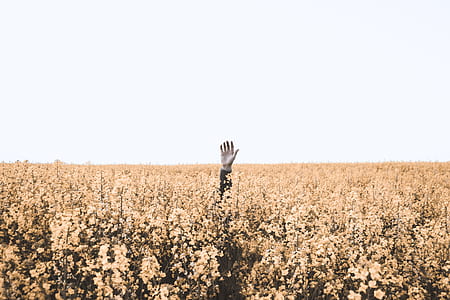 person surrounded by yellow flowers thumbnail