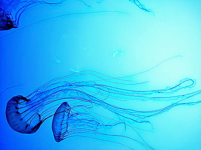 three jellyfishes swimming thumbnail