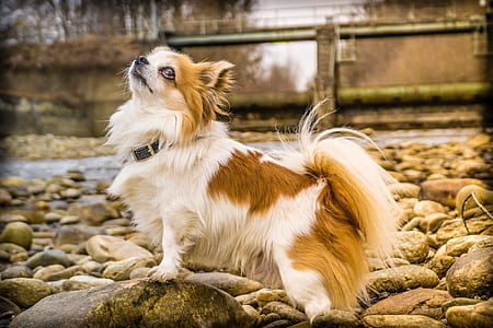white and brown dog thumbnail