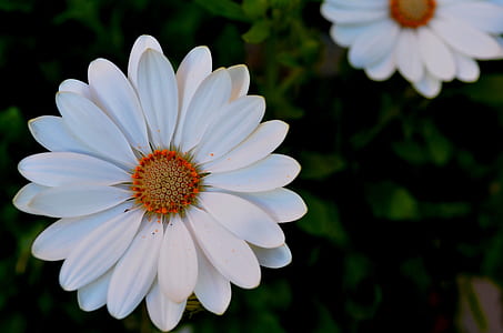 close up photography of white Gerbera flower thumbnail
