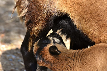 brown and black cattle and calf thumbnail