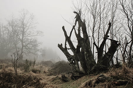 macro photography of bare tree thumbnail