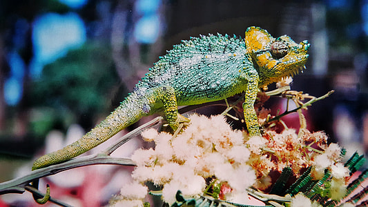 green and yellow Chameleon thumbnail