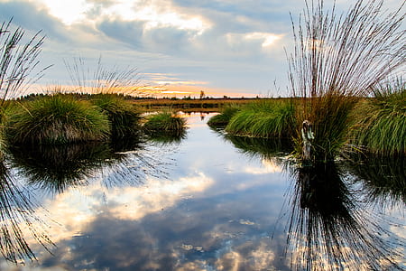 reflective photography of body of water between grasses under cloudy sky thumbnail