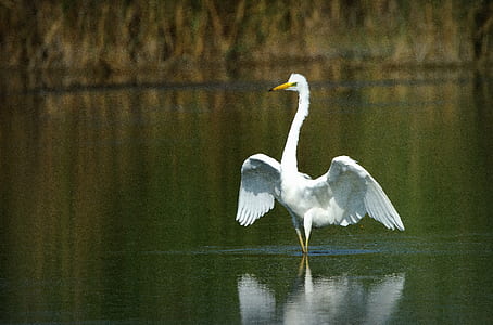 bird spreading it's wings on body of water thumbnail
