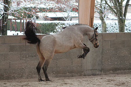 brown and black horse thumbnail