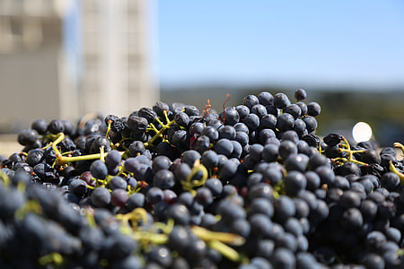 close up shot of blackberries thumbnail